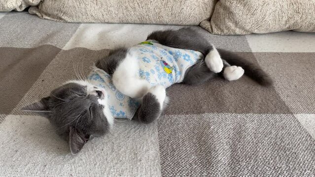Tricky sick domestic cat sleeps after surgery at home and waving its tail. Postoperative bandage. Care of a pet after a cavitary operation. Castration, sterilization.