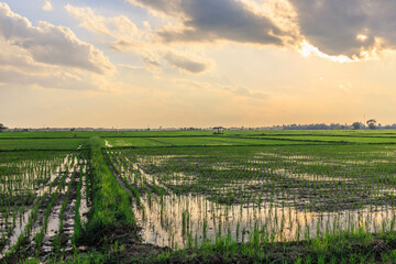 .Sunset at the time of cultivating rice fields in the fields.Sunset at the time of cultivating rice fields in the fields