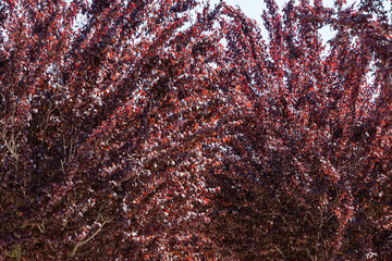 Prunus cerasifera 'Nigra' (black plum or prune 'Pissardii Nigra') with purple leaves against blue sky. Close-up. Public City Landscape Park 
