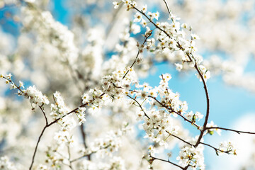 colourful spring flowers