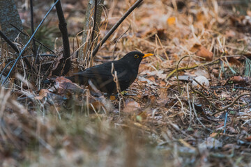 Common Starling eating in dry grass