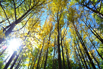 東京 水元公園の黄葉のイチョウ並木と木漏れ日