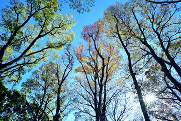 東京都 水元公園 色とりどりの木と青空