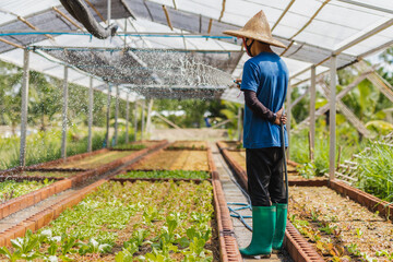 Man watering a growing vegetable with water hose in organic farm.