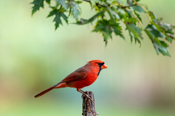 A male Northern Cardinal (Cardinalis cardinalis) perching on a tree with light background.
