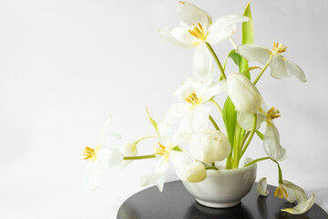  Ikebana of beautiful white tulips on kenzan in white vase. Eco trends. For easter decoration in spring at home.