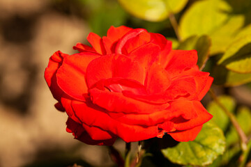 Rose, roseraie
