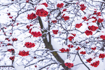 Many red ashberry rowan berries closeup covered in snow on tree branch in winter