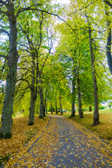 Beatiful, yellow trees at autumn