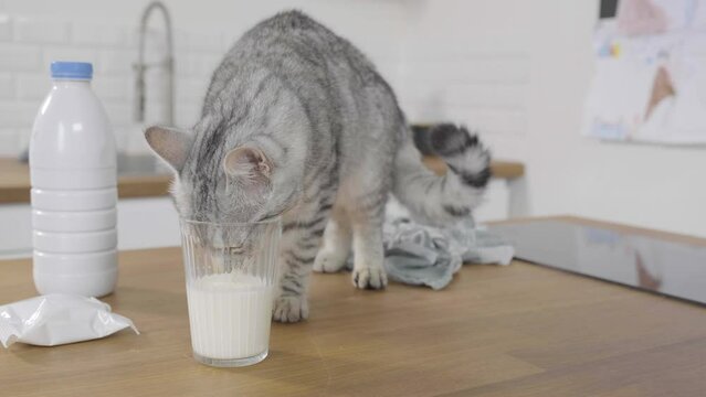 Young grey cat sticking his head in a glass to reach milk for drinking