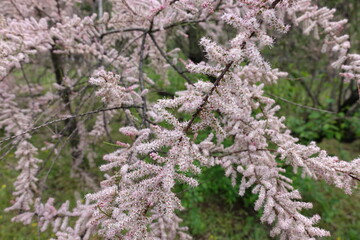 Branches of blossoming Tamarix ramosissima in May