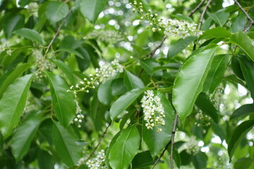 Leafage and flowers of wild black cherry tree in mid May