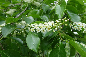 Close shot of raceme of white flowers of wild black cherry in mid May