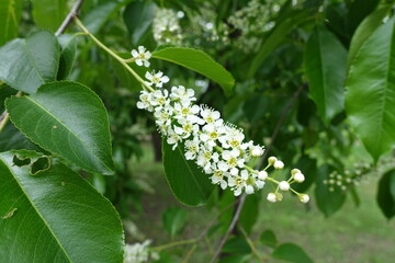Obraz premium Closeup of raceme of white flowers of wild black cherry in mid May