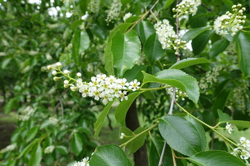 Closed buds and white flowers of wild black cherry in mid May