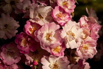 Rose, roseraie