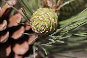 pine cones on a branch