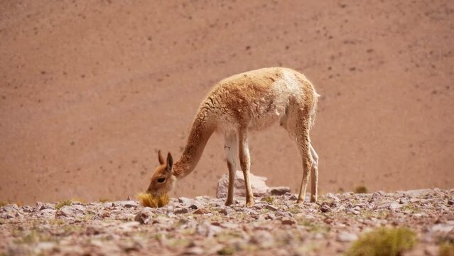 One Young Vicu&ntilde;a Walking And Grazing In The Desert Area