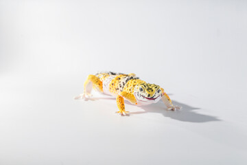 ヒョウモントカゲ　フィギュア