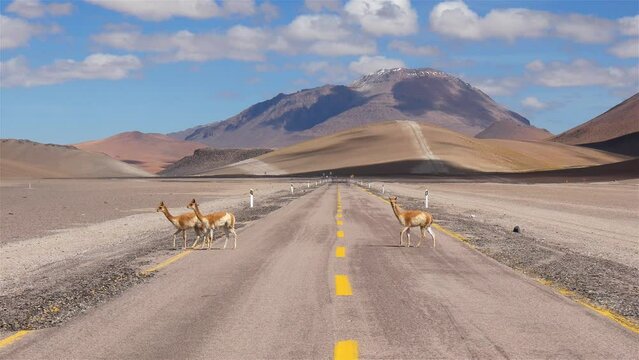 Three Young Vicu&ntilde;as Cross The Road In A Desert Mountainous Area