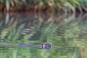 Ein Zwergtaucher spiegelt sich im Wasser