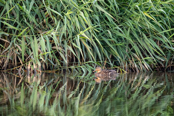 Stockente am Schilfrand