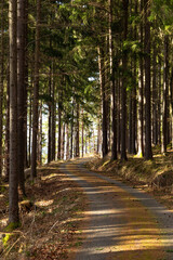 Forest road in South Czechia. Early spring.