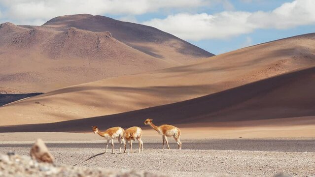 Group Of Three Young Vicu&ntilde;as Stand, Walk And Graze In The Desert Mountains