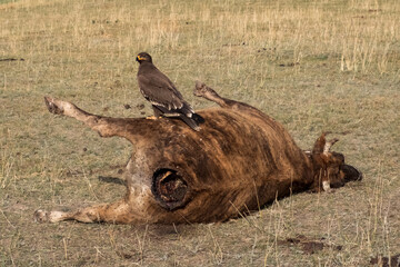 Decaying corpse of cow with hawk sitting on it. A dead rotting cow lies in a meadow.