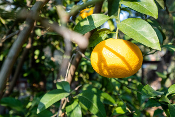 Orange on tree