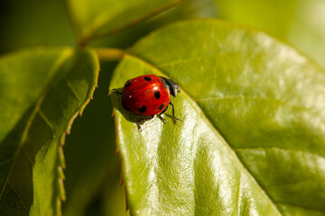 Roses, rosiers, coccinelle, feuilles