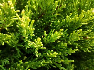 Green plant close-up. Natural textured background.