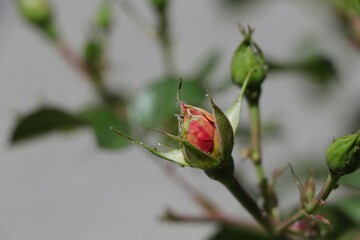 red rose on a branch