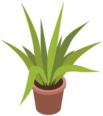 Pot with houseplant isolated at white background. Vector flowerpot of decorative green plant with long leaves in ceramic pot. Indoor plant concept of domestic greenery. Icon for home interior plant