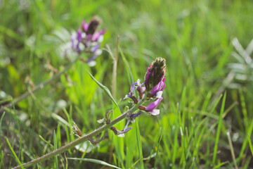 two purple flowers in the mountains with green grass in the background in spring