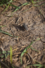 black and white striped beetle on dry soil in the ground with green grass