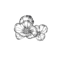 illustration of a flower on white background use for pattern making, logo, wedding decor