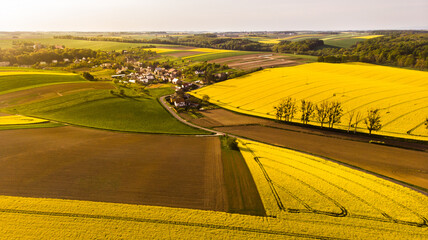 kwitnące pole rzepaku © Katarzyna