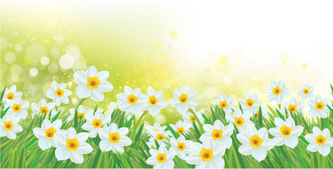 Vector spring daffodils flowers. Blossoming narcissus  flowers on  sunshine, bokeh background. - 488783091