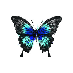 Vector butterfly isolated on white