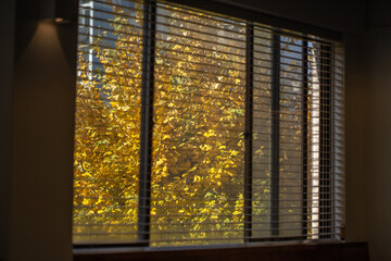 창에 비친 가을 은행 나무