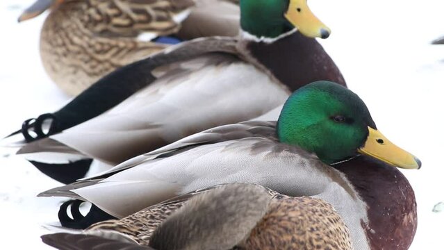 canard colvert male en hiver