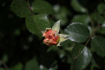 red rose on a branch