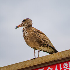 야생 바다 갈매기
