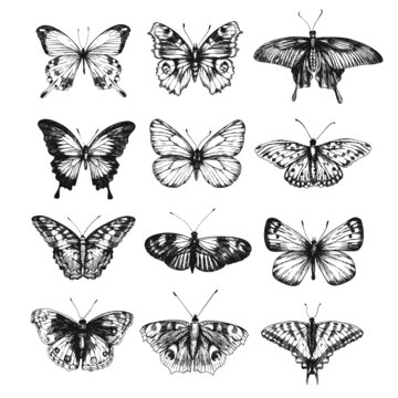 Vector set of butterflies. Sketch illustration.