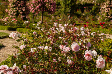 Roses, roseraie