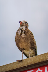 야생 바다 갈매기