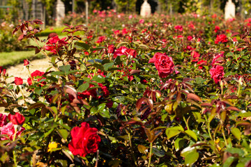 Roses, roseraie