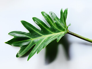Top down view of philodendron leaf on white background.