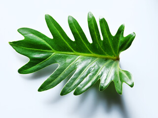 Top down view of philodendron leaf on white background. © ajayptp
